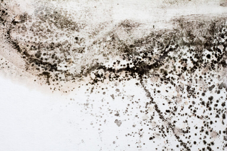 What Is Mold Remediation?