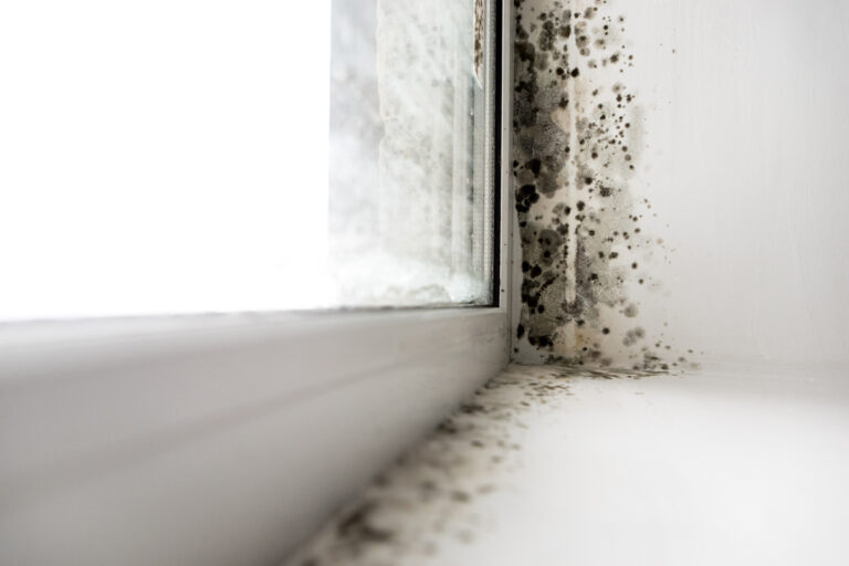 My Home Has Mold – Can I Remove It Myself?