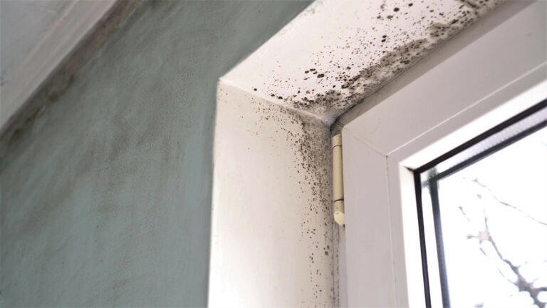 What Does Mold Need to Grow?