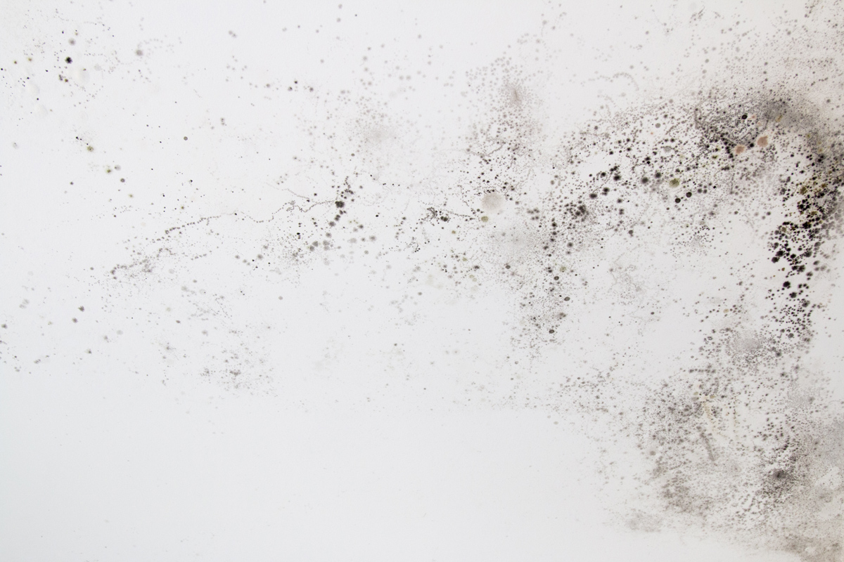 What Is Black Mold, and Is It Really that Dangerous?