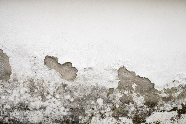 Everything You Need To Know About Mold Damage Remediation In Florida