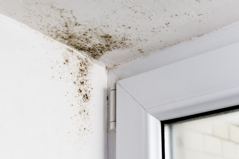Do I Have A Mold Emergency? What Should I Do About It?