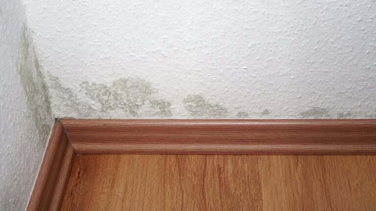 How Did Mold Get There? 9 Places Mold Might Be Growing in Your Home