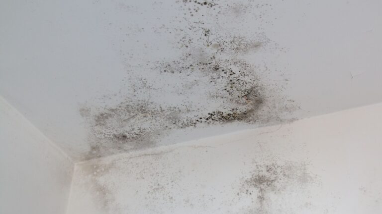 Protect Your Home and Health With Proper Mold Removal