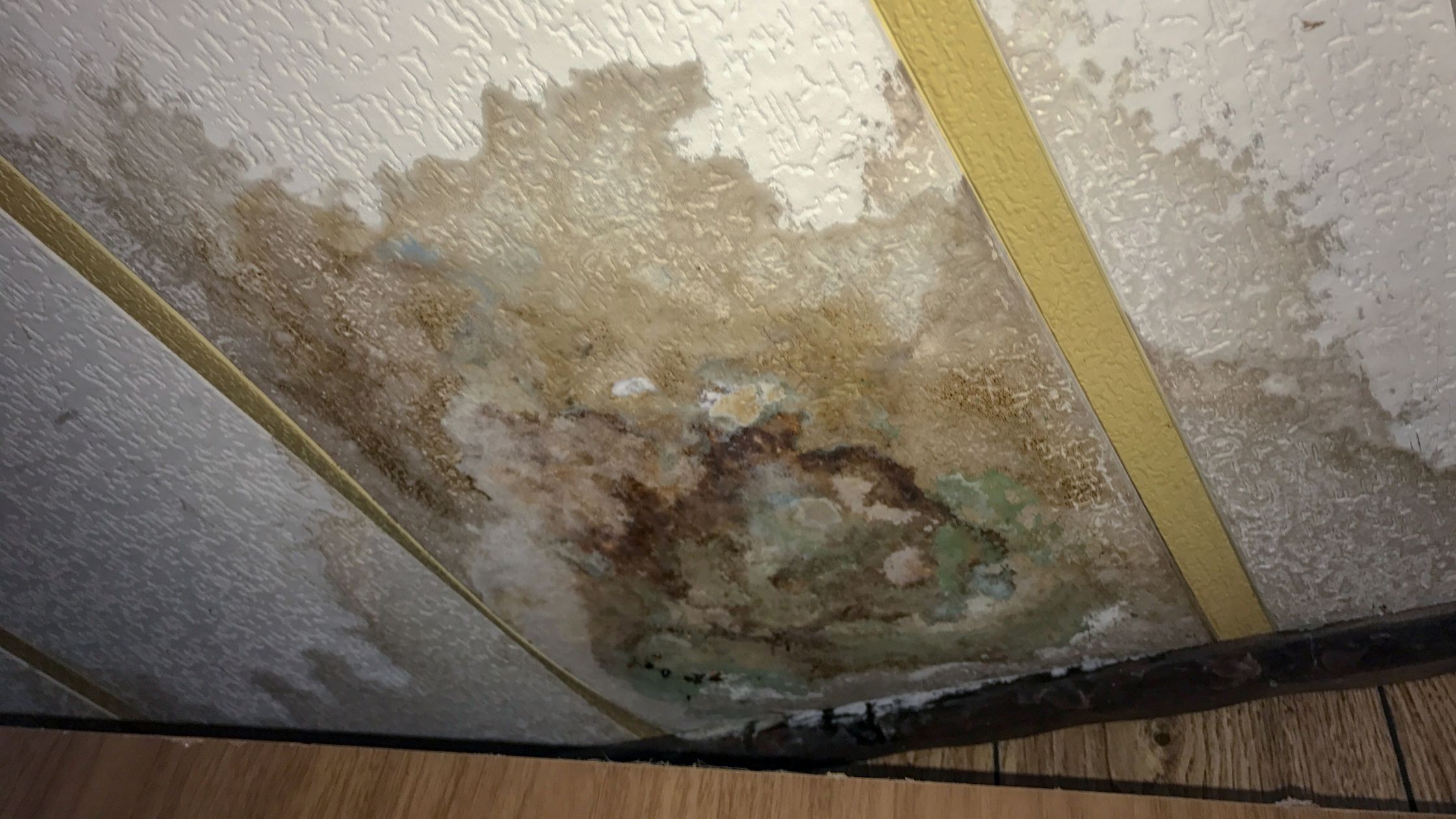 Mold Mitigation Saratoga