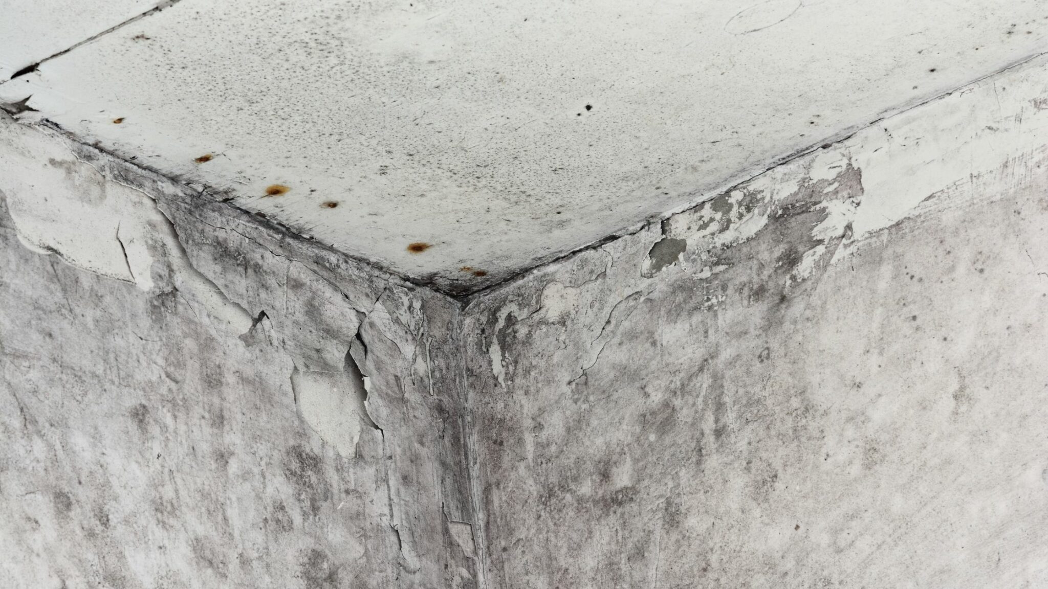 What Does Mold Look Like And What Should I Do If I Find It In My Home?